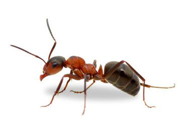 Mrówka - zwalczanie i usuwanie